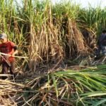 Unerg fortalece producción cafetalera y beneficia a productores de Guárico